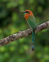 200 Broad-billed Motmot 80D1556