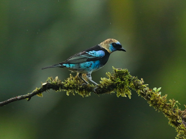 212 Golden-hooded Tanager 80D1123