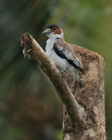 213 Female Black-crowned Titya 80D1322