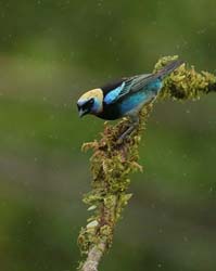 203 Golden-hooded Tanager 80D1213