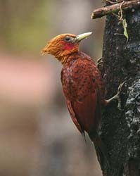 204 Chestnut Colored Woodpecker-b 80D1073