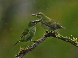 209 Green Honeycreepers 80D1206