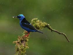 210 Male Red-legged Honeycreeper 80D1215