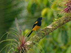 211 Black-cowled Oriole 80D1257