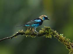 212 Golden-hooded Tanager 80D1123