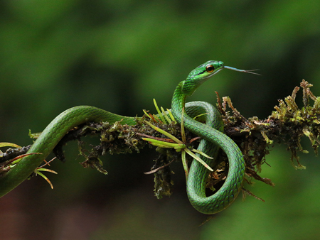 228 Parrot Snake 80D2102