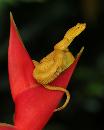 233 Yellow Eyelash Viper 80D2081