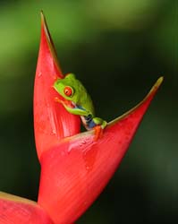 227 Red-eyed Treefrog 80D1973