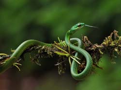 228 Parrot Snake 80D2102