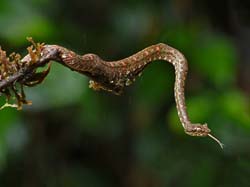 229 Eyelash Palm Pitviper 80D2049