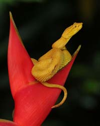 233 Yellow Eyelash Viper 80D2081