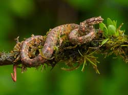 234 Eyelash Palm Pitviper 80D2015