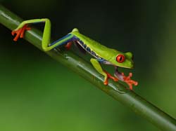 235 Red-eyed Treefrog 80D2002