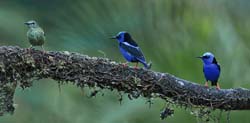 236 Red-legged Honeycreepers 80D1647