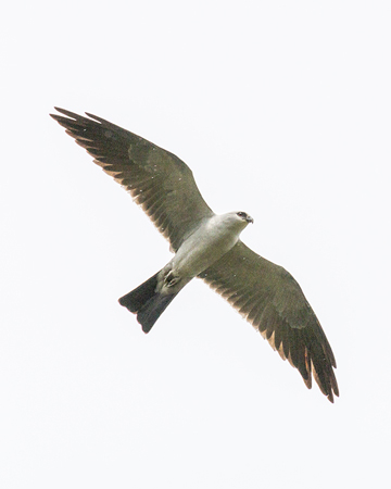 241 Mississippi Kite 80D2380