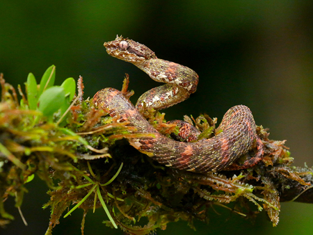 249 Eyelash Palm Pitviper 80D2034