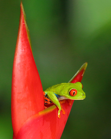 251 Red-eyed Treefrog 80D1964