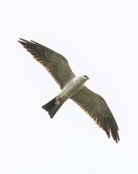 241 Mississippi Kite 80D2380