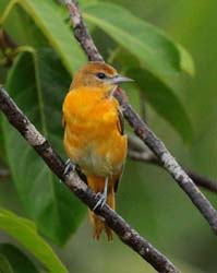 242 Orange-headed Tanager 80D1676