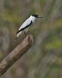 248 Black-crowned Titya 80D2457