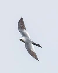 250 Mississippi Kite 80D2383