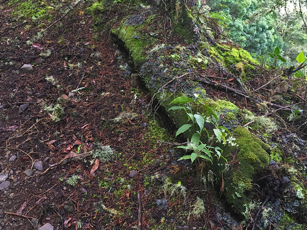 0525-iPhone6s-4452