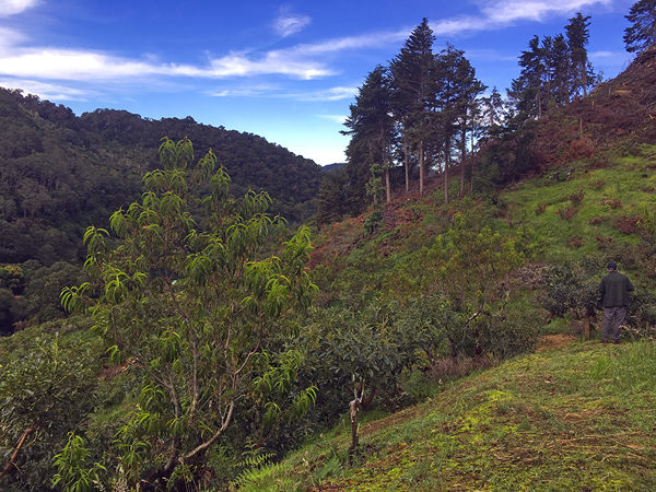 0537-iPhone6s-4426