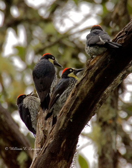 Acorn Woodpecker-NG7A4746
