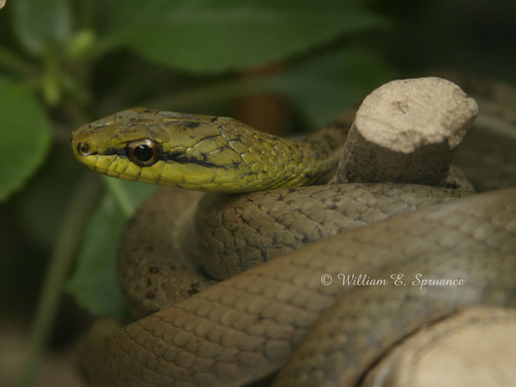 Bird-eating Snake-11811