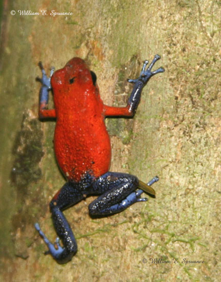 Blue Jean Poison Dart Frog-11595