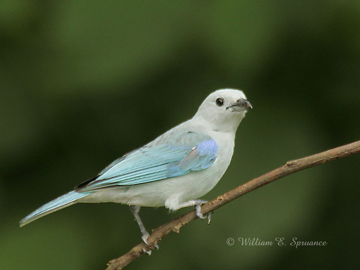 Blue-Gray Tanager-NG7A2598