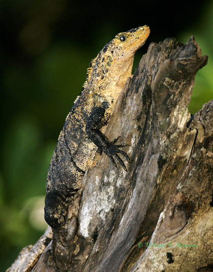 Ctenosaur-NG7A3953