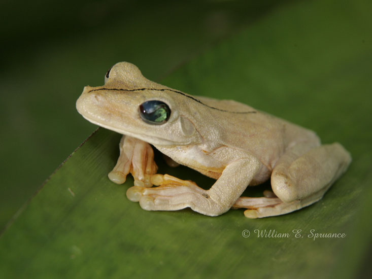 Gladiator Tree Frog-NG7A4122