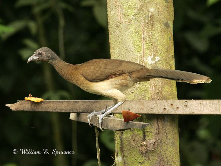 Gray-headed Chachalaca-NG7A2590