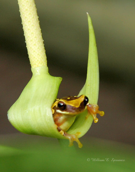 Hourglass Treefrog-NG7A3928