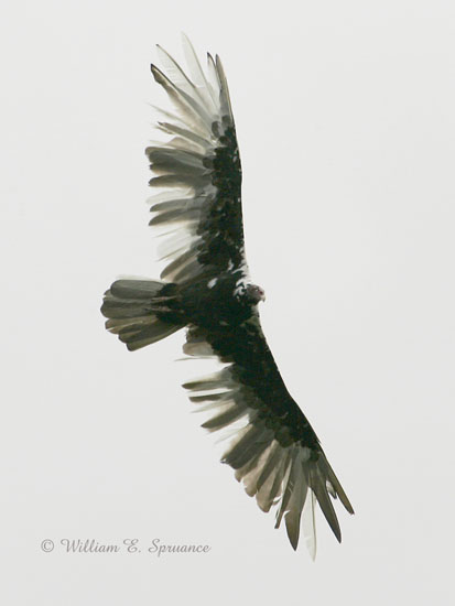 Leucistic Turkey Vulture-NG7A2648