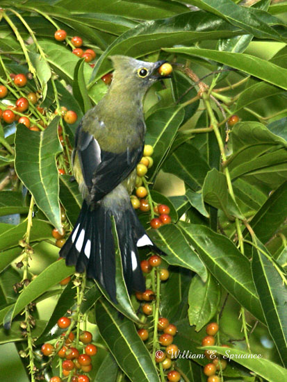 Long-tailed Silky-flycatcher-NG7A4254
