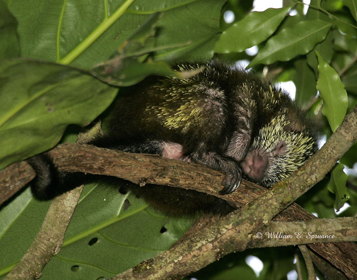 Mexican Hairy Porcupine-NG7A3961