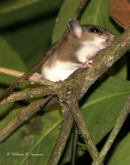 Mouse-11516