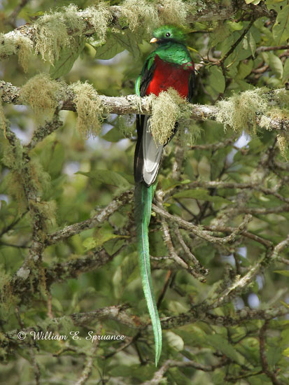 Resplendent Quetzal-NG7A4330