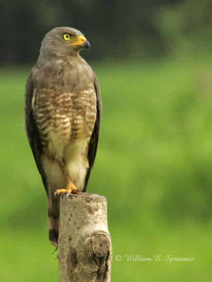 Roadside Hawk-NG7A4050