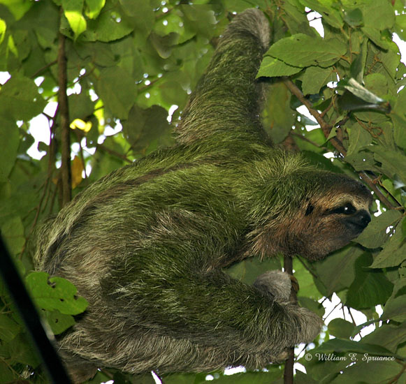 Three-toed Sloth-NG7A3997