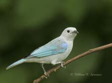 Blue-Gray Tanager-NG7A2598