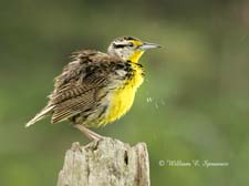 Eastern Meadowlark-NG7A2709