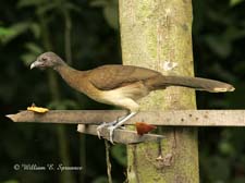 Gray-headed Chachalaca-NG7A2590
