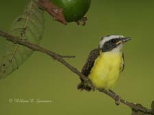 Greater Kiskadee (juuvenile)-NG7A2335