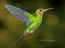 Green-crowned Brilliant-NG7A2994