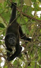 Howler Monkey-NG7A2409