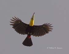 Keel-billed Toucan-NG7A1980