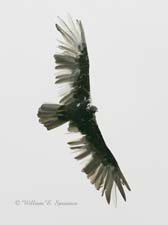 Leucistic Turkey Vulture-NG7A2648